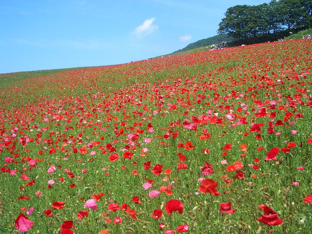 木曽三川公園（岐阜県海津町）