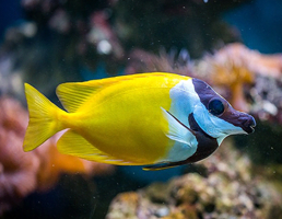 SEA LIFE NAGOYA（シーライフ名古屋）